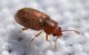 Cryptophagus sp.